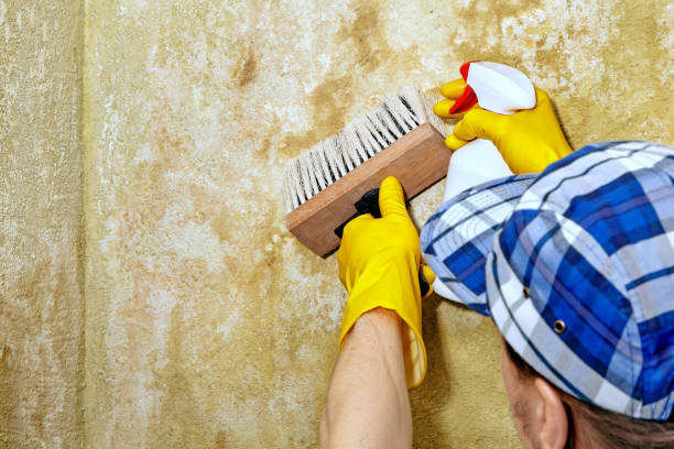 Best Environmental Consulting for Mold Prevention  in Laingsburg, MI