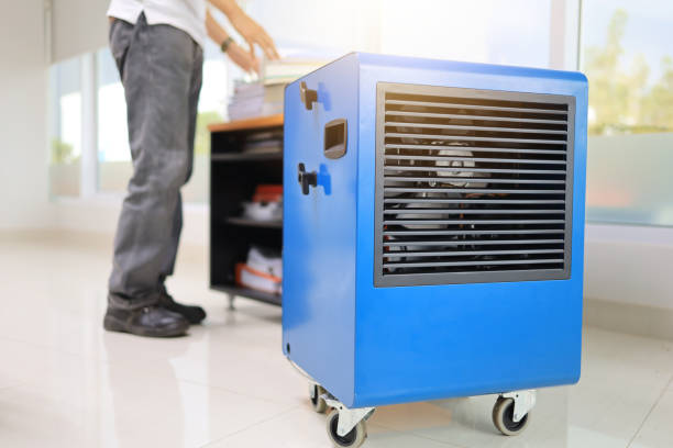 Best Attic Mold Removal  in Laingsburg, MI