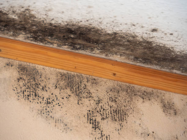 Best Water Damage & Mold Remediation  in Laingsburg, MI