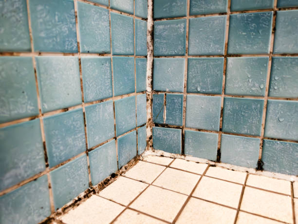 Best Biohazard Mold Removal  in Laingsburg, MI