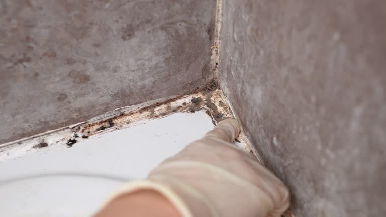 Forensic Mold Investigation in Laingsburg, MI
