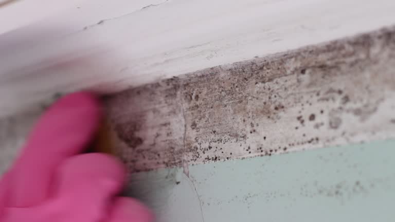 Best Mold Damage Restoration  in Laingsburg, MI